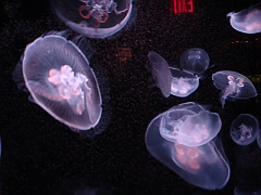 100 Toledo Zoo Light Show [2008 Dec 27]